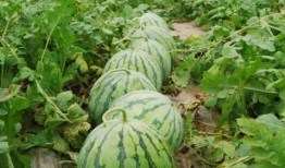 热门大瓜每日必吃大瓜合集