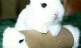 最近热门事件合集吃瓜兔 吃瓜真实爆料,热门事件合集真实爆料大起底