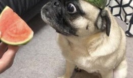 吃瓜表情包,揭秘网络时代的幽默密码